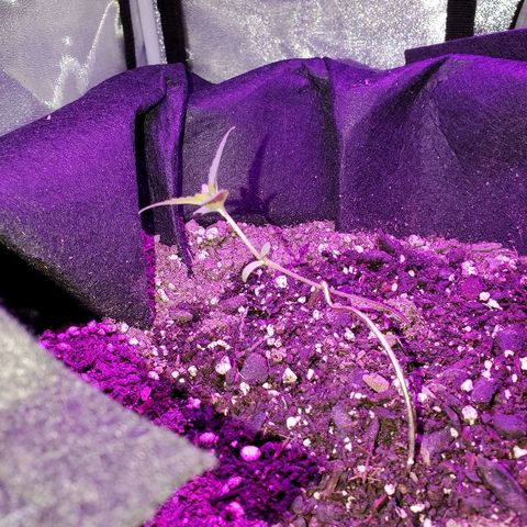 Riff raff #2 growlog photo: White fly seen agaun