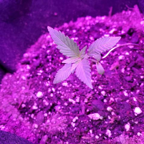 Riff raff #2 growlog photo: White fly seen agaun