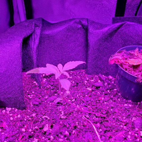 Riff raff #2 growlog photo: More flies, more nutes with peroxide. Installed venus flytrap which is dying. Well see.