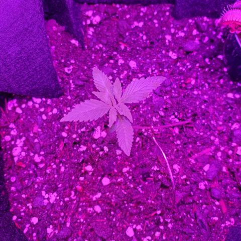 Riff raff #2 growlog photo: More flies, more nutes with peroxide. Installed venus flytrap which is dying. Well see.