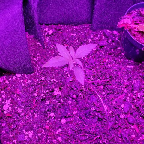 Riff raff #2 growlog photo: More flies, more nutes with peroxide. Installed venus flytrap which is dying. Well see.
