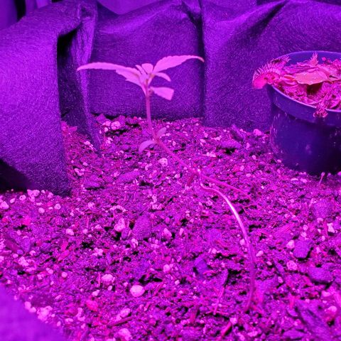 Riff raff #2 growlog photo: More flies, more nutes with peroxide. Installed venus flytrap which is dying. Well see.
