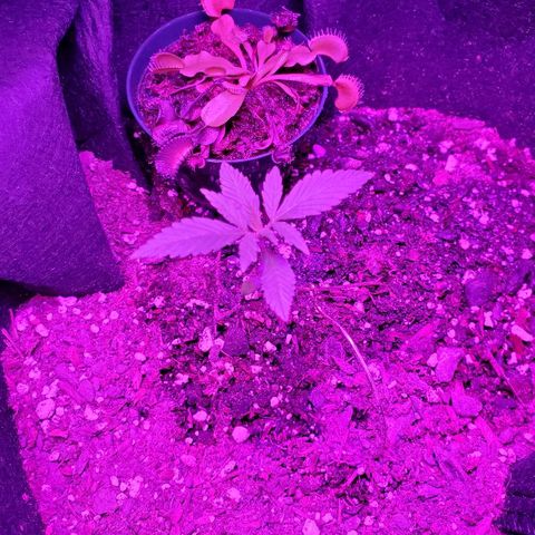 Riff raff #2 growlog photo: Good. Less flies. Riff raff1 popping out of dirt?????!!!!!