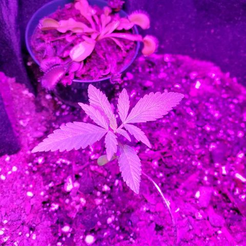 Riff raff #2 growlog photo: Good. Less flies. Riff raff1 popping out of dirt?????!!!!!