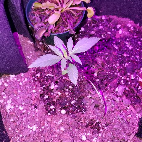 Riff raff #2 growlog photo: Good. Less flies. Riff raff1 popping out of dirt?????!!!!!