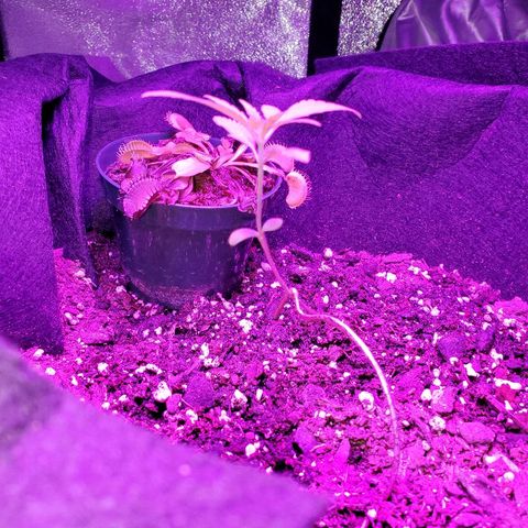 Riff raff #2 growlog photo: Good. Less flies. Riff raff1 popping out of dirt?????!!!!!