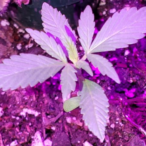Riff raff #2 growlog timeline photo