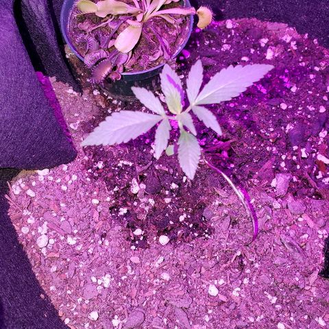 Riff raff #2 growlog photo: Still flies