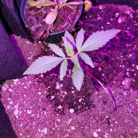 Riff raff #2 growlog photo: Still flies