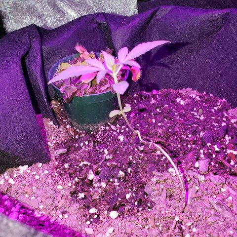 Riff raff #2 growlog photo: Still flies