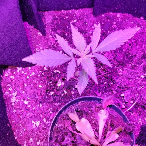 Riff raff #2 growlog timeline photo