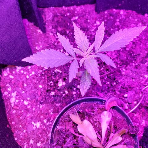 Riff raff #2 growlog timeline photo