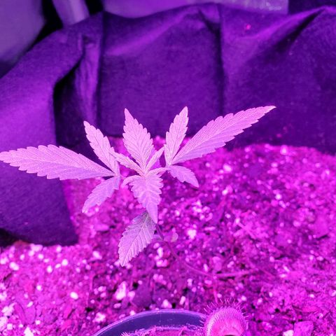 Riff raff #2 growlog timeline photo