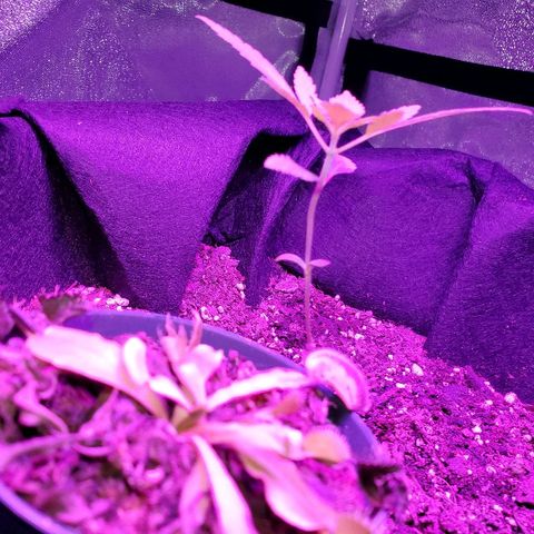 Riff raff #2 growlog timeline photo