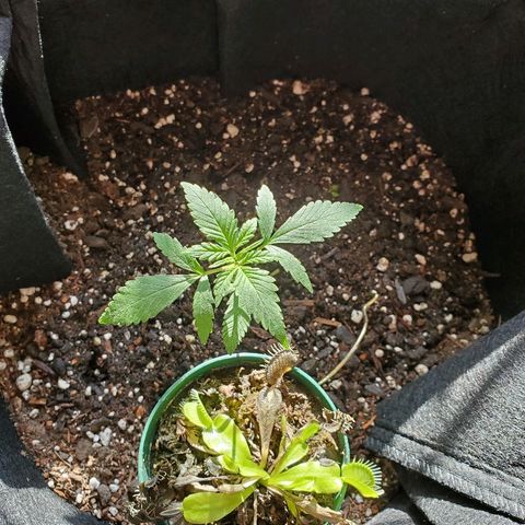 Riff raff #2 growlog timeline photo