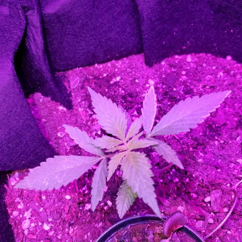 Riff raff #2 growlog timeline photo