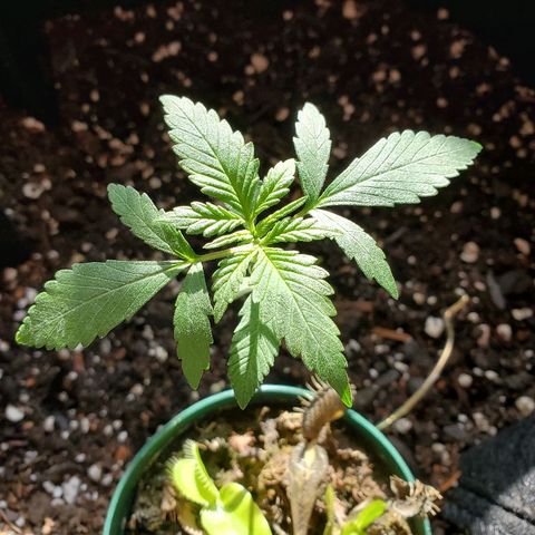 Riff raff #2 growlog timeline photo