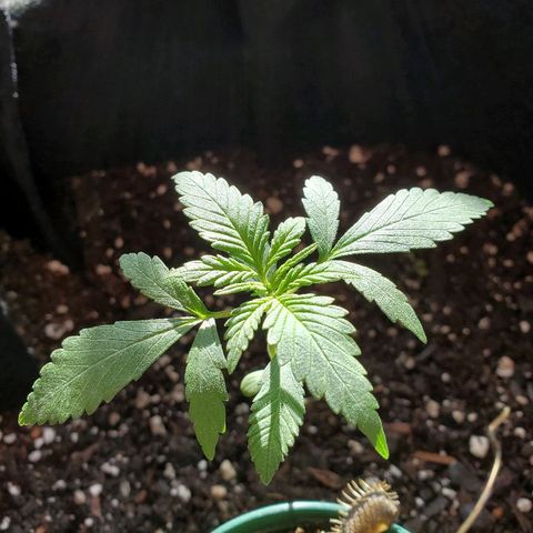 Riff raff #2 growlog timeline photo