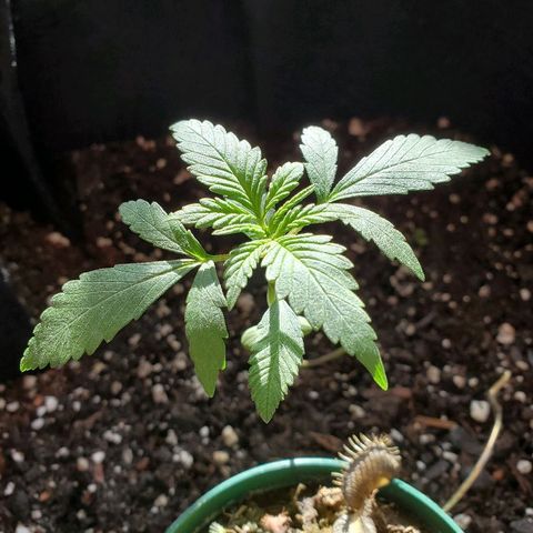 Riff raff #2 growlog timeline photo