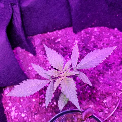 Riff raff #2 growlog timeline photo