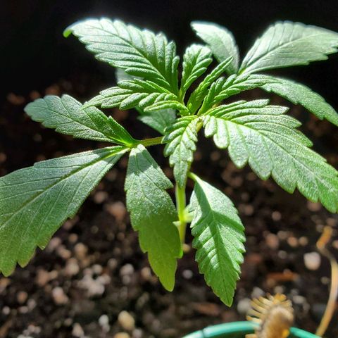Riff raff #2 growlog timeline photo