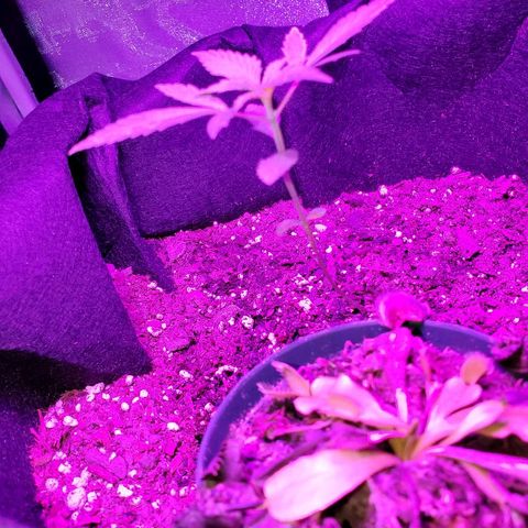 Riff raff #2 growlog timeline photo