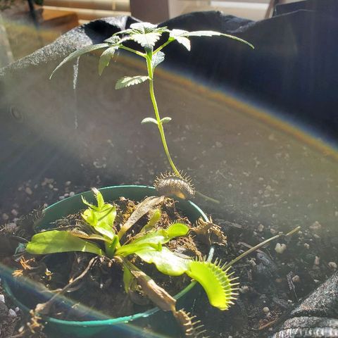 Riff raff #2 growlog timeline photo