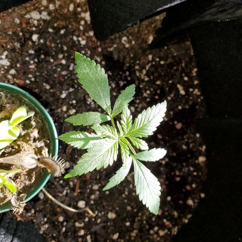Riff raff #2 growlog timeline photo