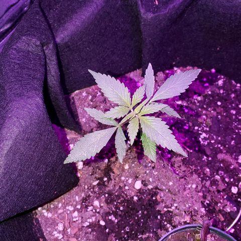 Riff raff #2 growlog photo: Flys