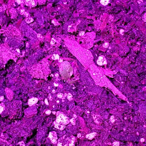 Riff raff #2 growlog photo: Flys