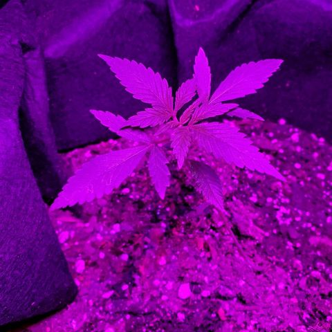 Riff raff #2 growlog photo: Flys