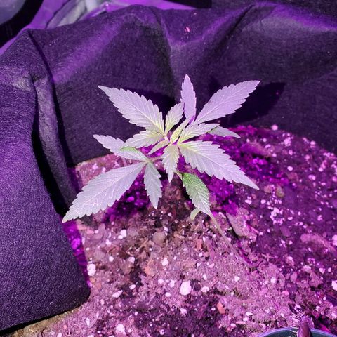 Riff raff #2 growlog photo: Flys