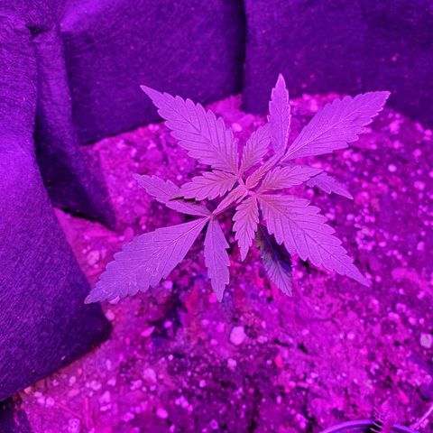 Riff raff #2 growlog photo: Flys