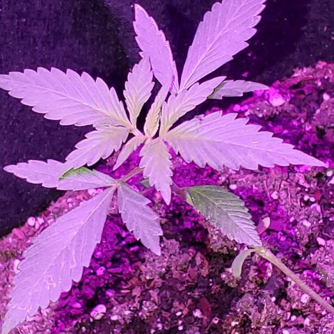 Riff raff #2 growlog photo: Flys