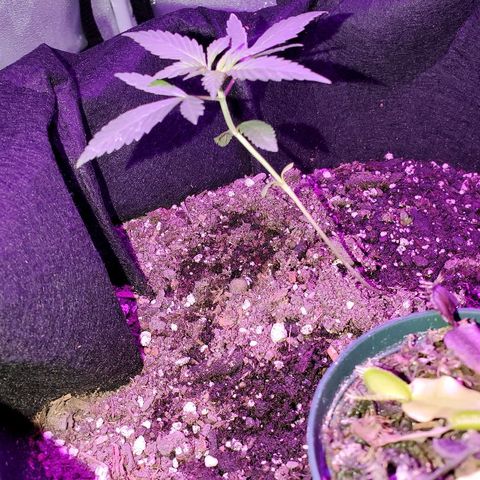 Riff raff #2 growlog photo: Flys