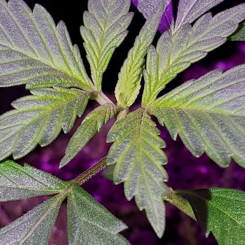 Riff raff #2 growlog photo: Flys