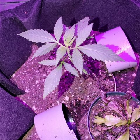 Riff raff #2 growlog photo: Flies sticking to tape.