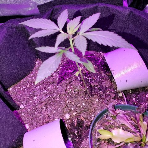 Riff raff #2 growlog photo: Flies sticking to tape.