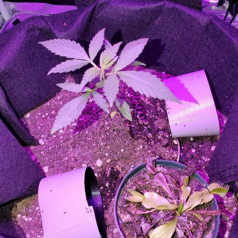 Riff raff #2 growlog photo: Flies sticking to tape.