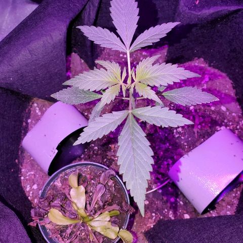 Riff raff #2 growlog timeline photo