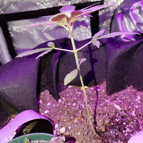 Riff raff #2 growlog timeline photo