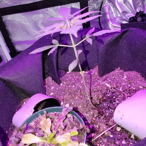 Riff raff #2 growlog timeline photo