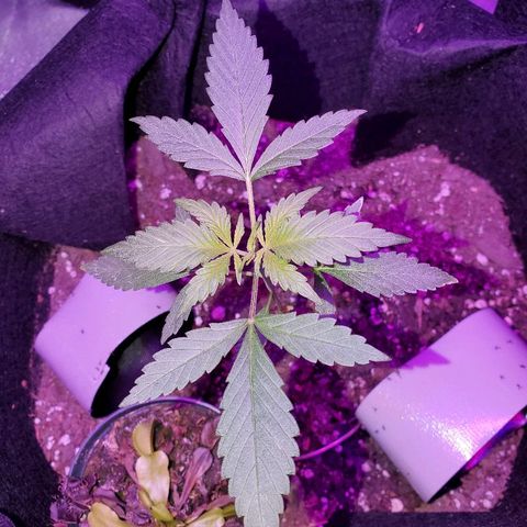 Riff raff #2 growlog timeline photo