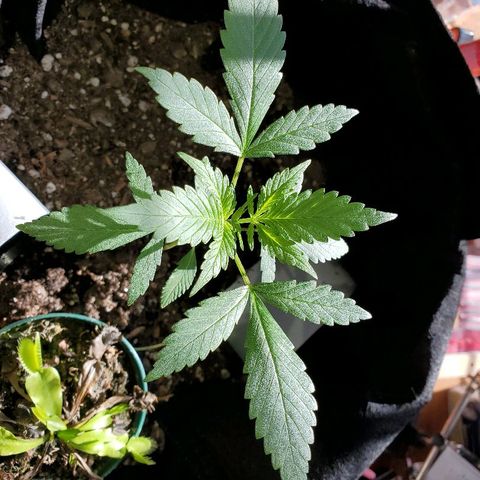 Riff raff #2 growlog timeline photo