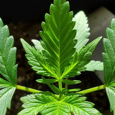 Riff raff #2 growlog timeline photo