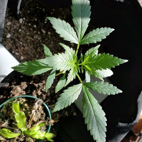 Riff raff #2 growlog timeline photo