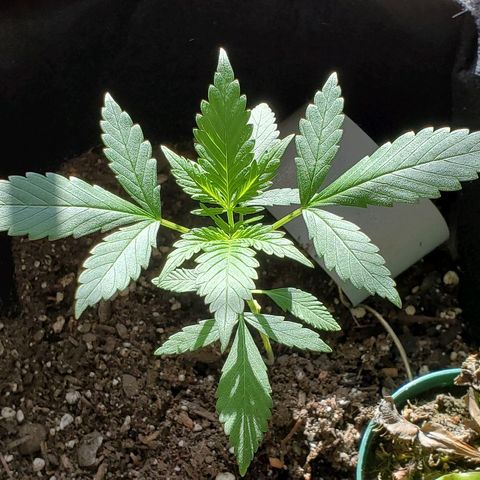 Riff raff #2 growlog timeline photo