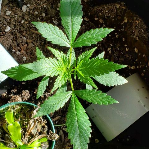 Riff raff #2 growlog timeline photo