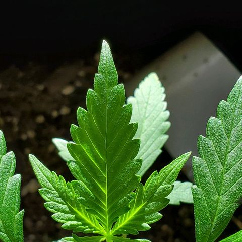 Riff raff #2 growlog timeline photo