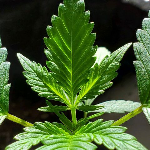 Riff raff #2 growlog timeline photo